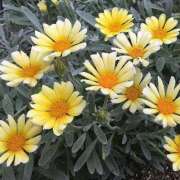 ヒメ日記 2025/11/10 13:46 投稿 矢沢 熟女待機所 厚木店