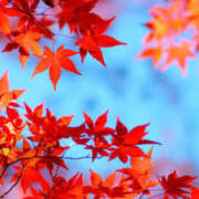 ヒメ日記 2025/11/22 10:25 投稿 矢沢 熟女待機所 厚木店