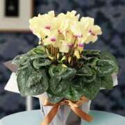 矢沢 師走 11月御礼 熟女待機所 厚木店