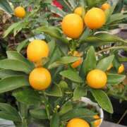 ヒメ日記 2026/01/17 10:25 投稿 矢沢 熟女待機所 厚木店