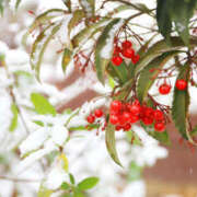 矢沢 出勤します 熟女待機所 厚木店