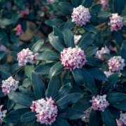 矢沢 春のにおい 熟女待機所 厚木店