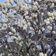 ヒメ日記 2026/03/11 11:26 投稿 矢沢 熟女待機所 厚木店