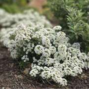 ヒメ日記 2026/03/18 10:26 投稿 矢沢 熟女待機所 厚木店