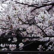 ヒメ日記 2026/03/30 10:46 投稿 矢沢 熟女待機所 厚木店