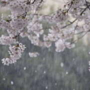 矢沢 花散らしの雨？ 熟女待機所 厚木店