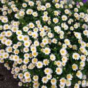 ヒメ日記 2026/04/20 11:05 投稿 矢沢 熟女待機所 厚木店