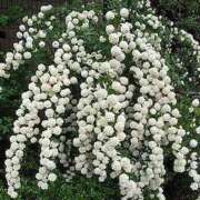 ヒメ日記 2026/04/25 09:45 投稿 矢沢 熟女待機所 厚木店