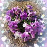 ヒメ日記 2025/03/13 11:30 投稿 ゆきの 新宿・新大久保おかあさん