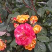 ヒメ日記 2025/02/11 20:52 投稿 ゆい 奥様電車