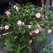 ヒメ日記 2025/03/31 09:14 投稿 ゆい 奥様電車