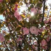 ヒメ日記 2025/04/18 18:00 投稿 ゆい 奥様電車