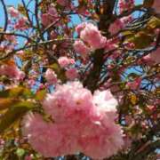 ヒメ日記 2025/04/21 09:51 投稿 ゆい 奥様電車