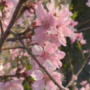 ヒメ日記 2025/05/01 20:35 投稿 ゆい 奥様電車