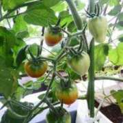 ヒメ日記 2025/05/15 14:10 投稿 ゆい 奥様電車