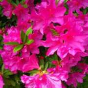 ヒメ日記 2025/05/27 20:53 投稿 ゆい 奥様電車