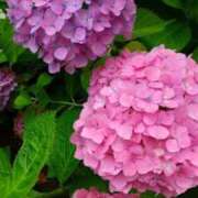 ヒメ日記 2025/06/13 19:06 投稿 ゆい 奥様電車