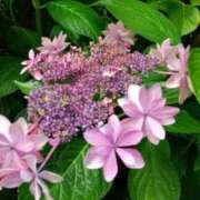 ヒメ日記 2025/06/14 09:24 投稿 ゆい 奥様電車