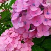 ヒメ日記 2025/07/01 09:39 投稿 ゆい 奥様電車