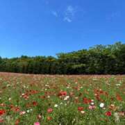 ヒメ日記 2025/08/06 22:50 投稿 ゆい 奥様電車