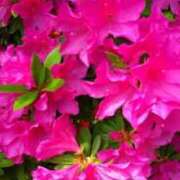 ヒメ日記 2025/08/25 11:27 投稿 ゆい 奥様電車