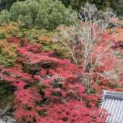 ヒメ日記 2025/11/12 12:52 投稿 ゆい 奥様電車