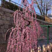 ヒメ日記 2026/03/02 09:53 投稿 ゆい 奥様電車