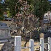 ヒメ日記 2026/03/03 09:53 投稿 ゆい 奥様電車