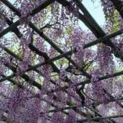 ヒメ日記 2026/04/19 17:05 投稿 ゆい 奥様電車