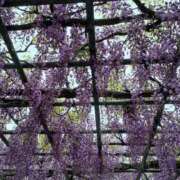 ヒメ日記 2026/04/20 10:18 投稿 ゆい 奥様電車