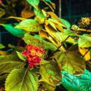 ヒメ日記 2025/05/07 07:54 投稿 すい タレントCLUB