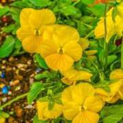 ヒメ日記 2025/05/09 08:49 投稿 すい タレントCLUB