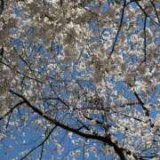 ヒメ日記 2025/04/04 12:51 投稿 有村みお セレブショップ新宿（東京ハレ系）