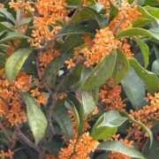 ヒメ日記 2025/10/13 12:18 投稿 有村みお セレブショップ新宿（東京ハレ系）