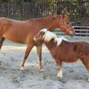 ヒメ日記 2026/01/24 12:41 投稿 有村みお セレブショップ新宿（東京ハレ系）