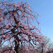 ヒメ日記 2025/03/03 12:18 投稿 あかね エンジェルシリカ