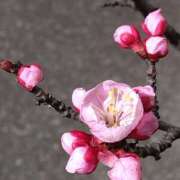 ヒメ日記 2025/03/17 10:49 投稿 あかね エンジェルシリカ