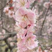 ヒメ日記 2025/04/03 14:36 投稿 あかね エンジェルシリカ