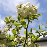 ヒメ日記 2025/04/25 21:48 投稿 あかね エンジェルシリカ