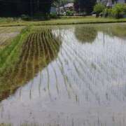 ヒメ日記 2025/05/15 12:07 投稿 あかね エンジェルシリカ