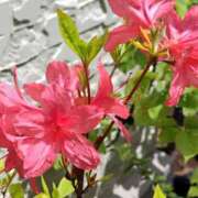 ヒメ日記 2025/05/19 13:05 投稿 あかね エンジェルシリカ