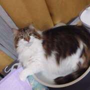 ヒメ日記 2025/05/22 16:09 投稿 あかね エンジェルシリカ