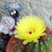 ヒメ日記 2025/06/02 15:13 投稿 あかね エンジェルシリカ