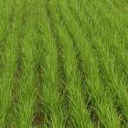 ヒメ日記 2025/06/19 11:15 投稿 あかね エンジェルシリカ