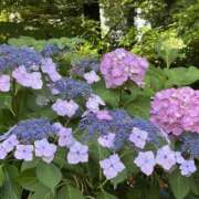 ヒメ日記 2025/07/15 00:26 投稿 あかね エンジェルシリカ