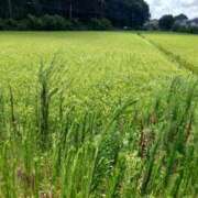 ヒメ日記 2025/08/01 22:15 投稿 あかね エンジェルシリカ