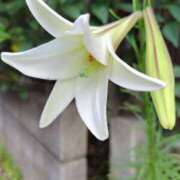 ヒメ日記 2025/08/11 12:07 投稿 あかね エンジェルシリカ