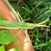 ヒメ日記 2025/08/14 12:48 投稿 あかね エンジェルシリカ