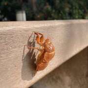 ヒメ日記 2025/08/20 12:05 投稿 あかね エンジェルシリカ