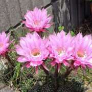 ヒメ日記 2025/09/03 12:06 投稿 あかね エンジェルシリカ